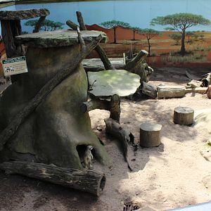 Meerkat enclosure