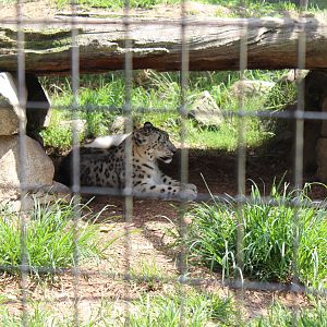 Snow Leopard