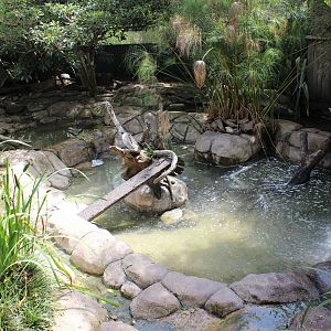 Asian Small Clawed Otter enclosure