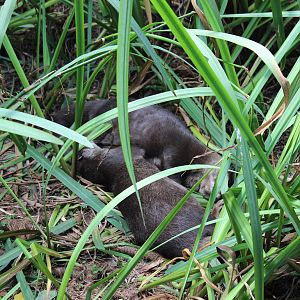 Asian Small Clawed Otter