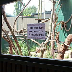 Old Cotton-Top Tamarin enclosure