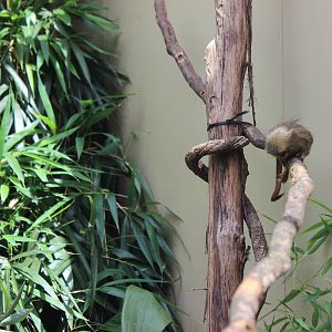 Pygmy Marmoset