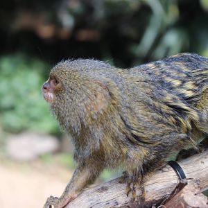 Pygmy Marmoset