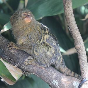 Pygmy Marmoset