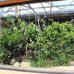 Emperor Tamarin enclosure