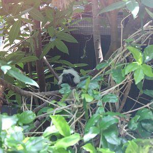 Cotton-Top Tamarin