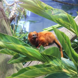 Golden Lion Tamarin