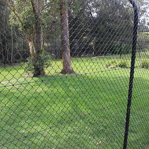 Cheetah enclosure