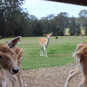 Fallow Deer