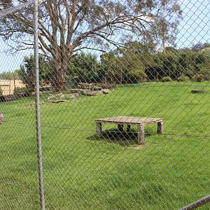 Lion enclosure