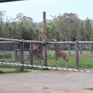Giraffes off exhibit
