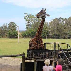 Giraffe feeding
