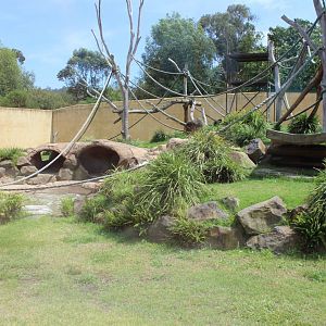 Gorilla enclosure