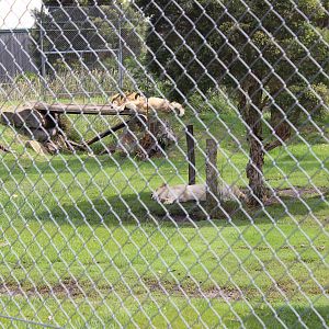 White Lion enclosure