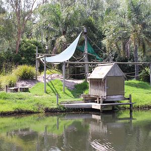 Ring-Tailed Lemur island