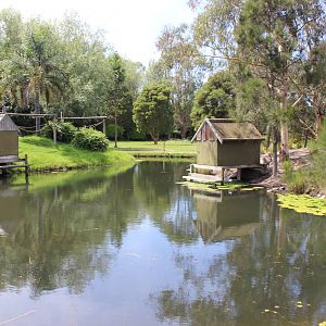 Two Ring-Tailed Lemur islands