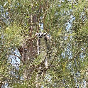 Ring-Tailed Lemur