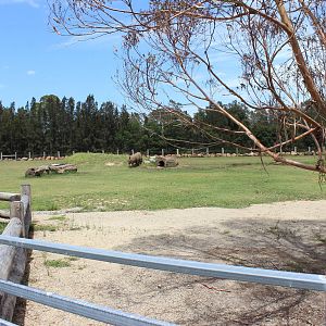 White Rhino enclosure