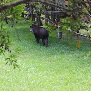 Brazilian Tapir