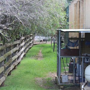 Maybe a new companion for the Tapir