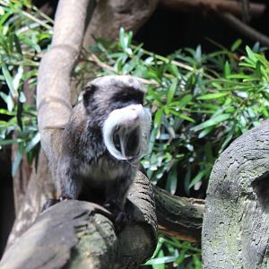 Emperor Tamarin