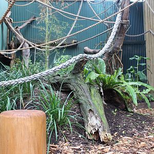 New Squirrel Monkey enclosure