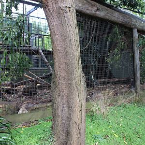 Black-Capped Capuchin enclosure