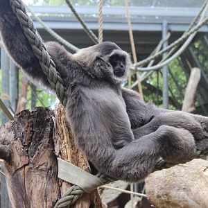 Silvery Gibbon