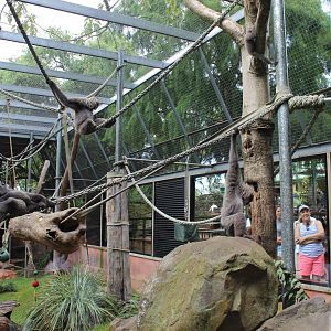 All five Silvery Gibbons in one photo