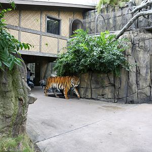 Tiger Viewing and Walkway