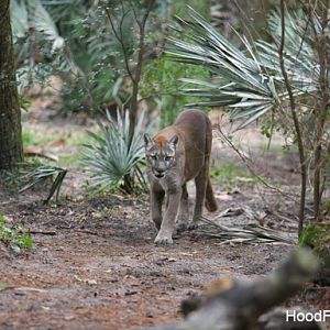 Florida panther
