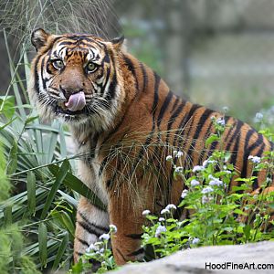 Sumatran tiger