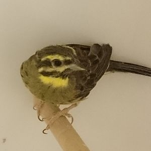 Cirl bunting