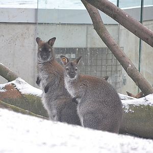 Winter day in Copenhagen Zoo, January 6th 2016
