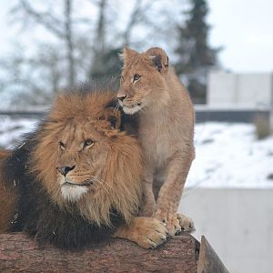 Winter day in Copenhagen Zoo, January 6th 2016