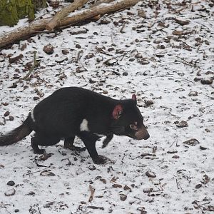 Winter day in Copenhagen Zoo, January 6th 2016