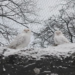 Winter day in Copenhagen Zoo, January 6th 2016