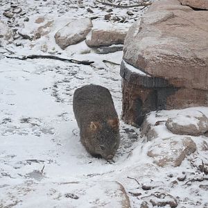 Winter day in Copenhagen Zoo, January 6th 2016