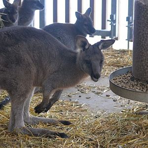 Winter day in Copenhagen Zoo, January 6th 2016