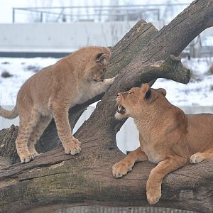 Winter day in Copenhagen Zoo, January 6th 2016