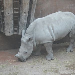 Winter day in Copenhagen Zoo, January 6th 2016