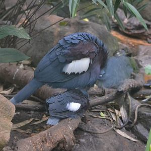 Winter day in Copenhagen Zoo, January 6th 2016