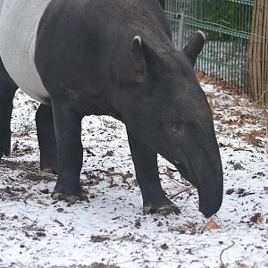 Winter day in Copenhagen Zoo, January 6th 2016