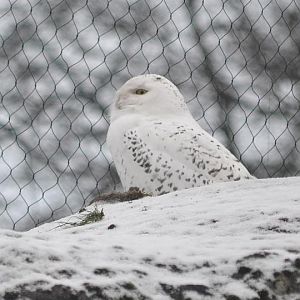 Winter day in Copenhagen Zoo, January 6th 2016