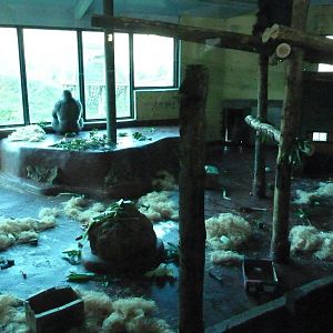 Gorilla show den, January 2016