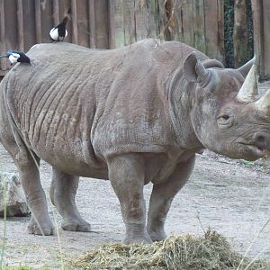 Black Rhino, January 2016