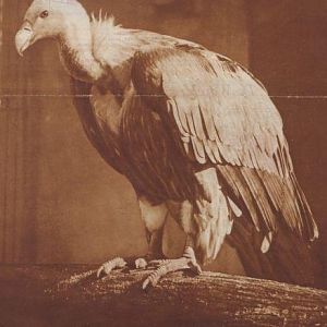 Griffon vulture