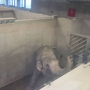 Elephant stable
