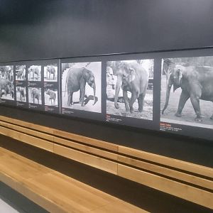 Elephant gallery