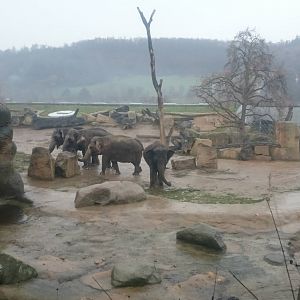 Asian elephant herd in outdoor enclosure